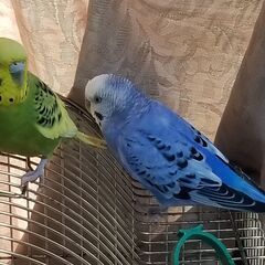 セキセイインコの里親を探しています