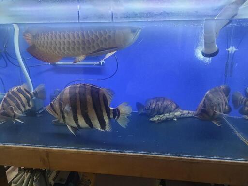 大型魚