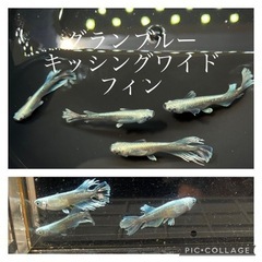 【nego_mdk】一旦整理します。改良メダカ稚魚〜若魚