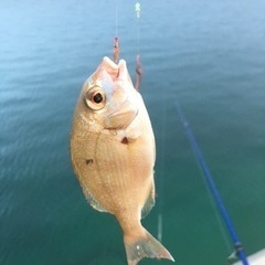 釣り仲間募集中です。