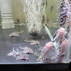 キンペコ?12匹10,000円❗️