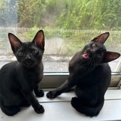黒猫ちゃん2匹🐾急遽里親様募集してます。 − 高知県
