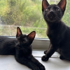 黒猫ちゃん2匹🐾急遽里親様募集してます。 - 猫