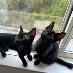 黒猫ちゃん2匹🐾急遽里親様募集してます。 - 里親募集