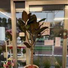 【ネット決済】フィカス　観葉植物　120cm