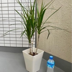 【観葉植物】ドラセナ・コンシンネ70cm 