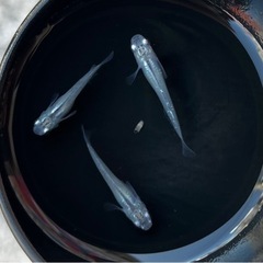 深海メダカの若魚、成魚　１匹100円