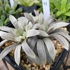 【処分SALE】観葉植物 ハオルチア ミルキークラウド(プリフェ...