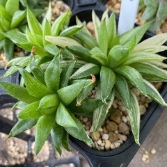 【処分SALE】観葉植物 ハオルチア 清風 10cm 40