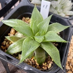 【処分SALE】観葉植物 ハオルチア クーペリー 9cm鉢 11
