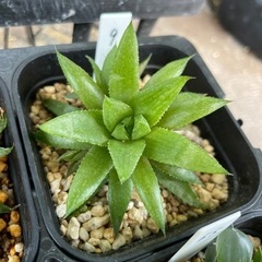 【処分SALE】観葉植物 ハオルチア 清風 9cm鉢 9