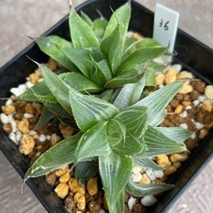 【処分SALE】観葉植物 ハオルチア クーペリー 10cm鉢 
