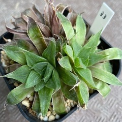 【処分SALE】観葉植物 ハオルチア 清風 10cm鉢