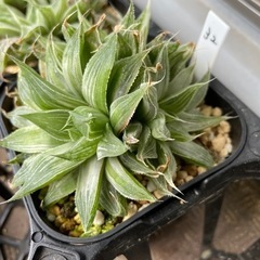 【処分SALE】観葉植物 ハオルチア クーペリー10cm鉢