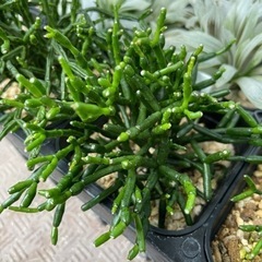 【処分SALE】観葉植物 ハオチラ サルコイオイデス 9cm鉢 18