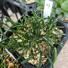 【処分SALE】観葉植物 ハオチラ サルコイオイデス 9cm鉢 23