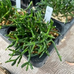 【処分SALE】観葉植物 ハオチラ サルコイオイデス 9cm鉢 22