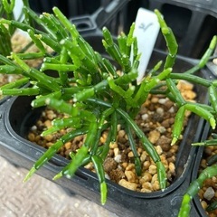 【処分SALE】観葉植物 ハオチラ サルコイオイデス 9cm鉢 21