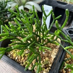 【処分SALE】観葉植物 ハオチラ サルコイオイデス 9cm鉢 20