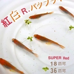 めだか紅白R.バタフライ.若魚３６➕α= ５／／メダカ.バタフラ...