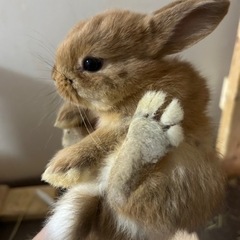 子うさぎの里親募集‼️ありがとうございました🙏