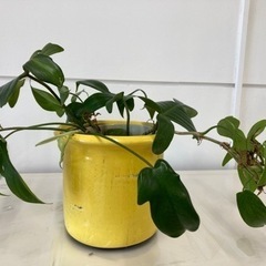 観葉植物　フィロデンドロン フロリダ