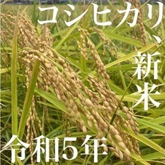 令和5年コシヒカリ新米(玄米30kg)