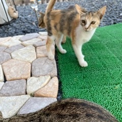 元気が良く懐っこい子供たちです。 - 猫