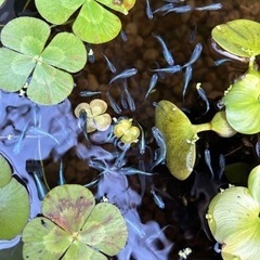 メダカ　(今年生まれ)ミックス　20匹