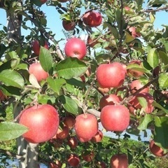 秋のりんご作業員募集！！