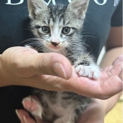 拾い猫　子猫　きじとら