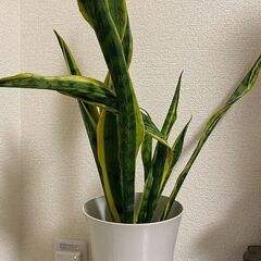 サンスベリア　観葉植物