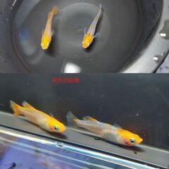 紅薊　光体型の親から生まれた若魚　10匹セット