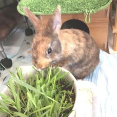 🐰🐰🐰☆生後3ヶ月のとってもかわいいネザーランドワーフちゃん達の...