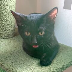 [4ヶ月]黒猫の男の子 長いしっぽの甘えん坊予備軍♪