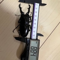 くわがた①