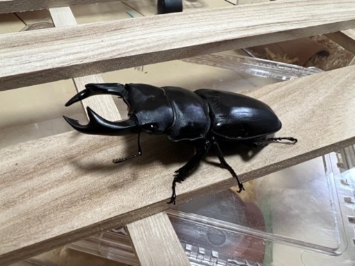 くわがた①