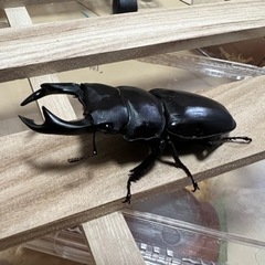 くわがた①