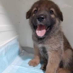 那須の牛舎に縮こまって震えていた仔犬❣️ - 武蔵野市