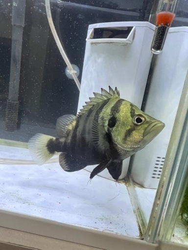 ダトニオ　12〜15cm