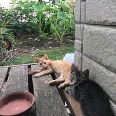 ３ヶ月くらいの仔猫３匹