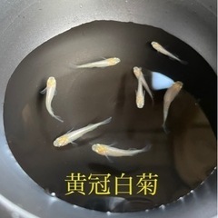 【メダカ】黄冠白菊　2ペア　ひかり体型メダカ