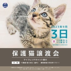 保護猫譲渡会 inYS警備《お楽しみも色々！》