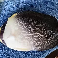 値下げ　チリメンヤッコ 海水魚 熱帯魚 生体