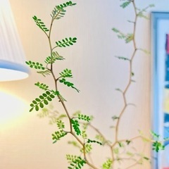 盆栽風50cm！カクカクの枝が可愛い♪メルヘンの木　鉢付き観葉植物
