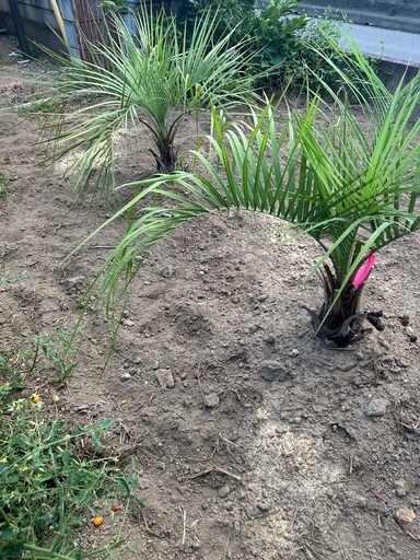ココスヤシ本気で買いたい方植樹は9月がギリですよ