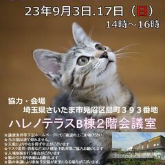 【さいたま市】９/３（日）ハレノテラス保護猫譲渡会