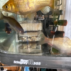 初心者向き！ 大きな金魚（大きいので丈夫です）と大きな水槽セット！ 