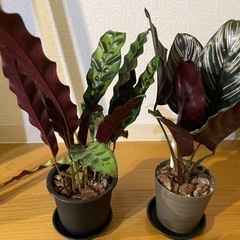 カラテア　観葉植物　2種