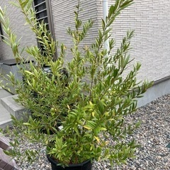 オリーブひなかぜ　植木